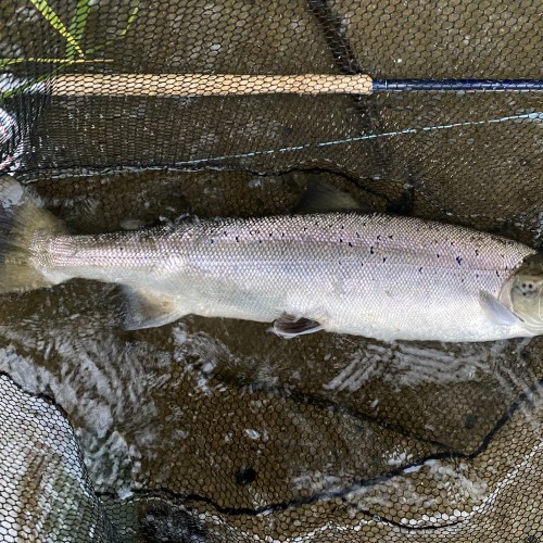 I'm often asked when is the best time to come to salmon fishing in Scotland and while my instinctive answer has multiple seasonal options the reality is when there's a taking fish within range of your fly and that can easily occur anytime throughout the long Scottish salmon fishing season. This fish was 1 or 4 salmon caught on 1 day in July.