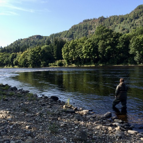 Salmon Fly Fishing On The River Tay