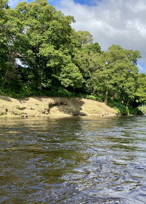 Where you see the shadow that's cast from the big oak tree branch there's an active otter holt. That should tell you how potent a salmon pool this! This is the March Pool on the River Tay Between Pitlochry & Dunkeld which is located opposite the mouth of the River Tummel tributary river.