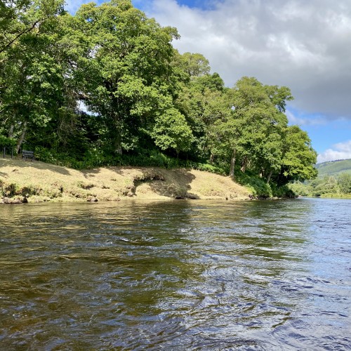 Where you see the shadow that's cast from the big oak tree branch there's an active otter holt. That should tell you how potent a salmon pool this! This is the March Pool on the River Tay Between Pitlochry & Dunkeld which is located opposite the mouth of the River Tummel tributary river.