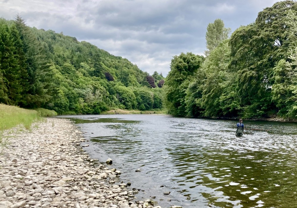 Here's a lovely low water Summer shot of the River Tweed on the Boleside salmon fishing beat near Galashiels. Look at the beautiful native woodlands that shroud the riverbanks here.