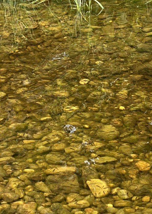 River Tay salmon fry populations these days are nothing more than pitiful and at an 'extinction level'. I vividly recall huge black shoals of salmon fry in the Tay margins throughout the late Spring & summer in the 70's on a Tay salmon beat where the Head Ghillie practised traditional gravel raking and excessive brown trout predation control. Both basic traditional river husbandry practices are largely not even known about these days let alone implemented.