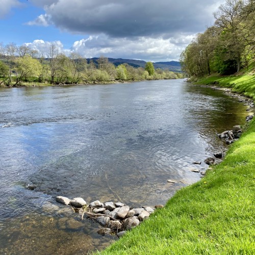 This is a fine little salmon pool on the River Tay near Dunkeld which only ever requires a very shallow wade to cover effectively. This is the Daffodil Lie Pool where there's often an easy salmon to be caught close to the riverbank for those who understand the pool enough to know that. On so many occasions with or without guests I've gone in here and hooked salmon within a minute or two by staying at ankle to shin depth.