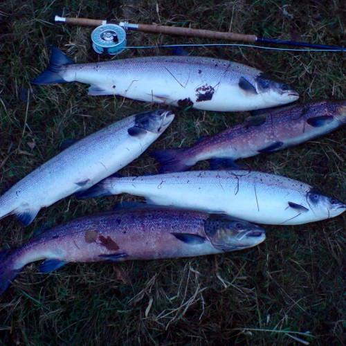 This is what can happen on the Scottish salmon rivers if you're fortunate with your timing. These 5 salmon were briefly decanted from my keep net for this shot then were all taken away to the River Tay Hatchery near Perth to be used as brood stock. Note my trusted Van Staal salmon fly reel in the back ground!