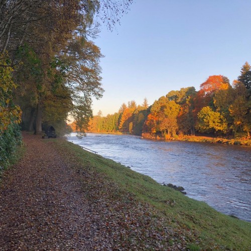 Here's the perfect Autumn riverbanks on the Banchory Beat's Jock Adams Pool in perfect Autumnal light conditions. The beautiful Banchory Lodge Hotel is only a few hundred yards downstream of where this fine River Dee photograph was taken from.