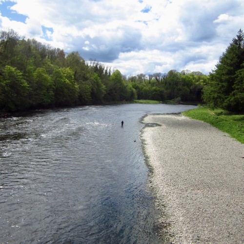 River Tweed Salmon Fishing