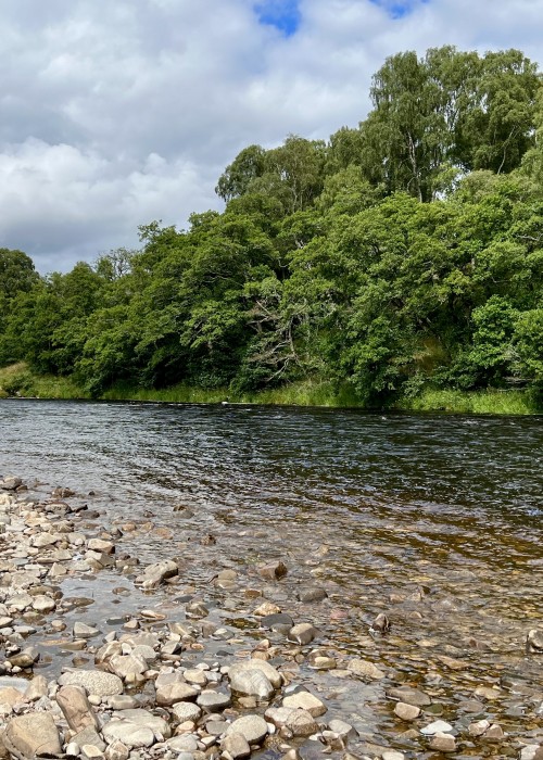 Welcome to the Tulchan Estate which owns 4 fabulous River Spey salmon fly fishing beats near Grantown. There's Scottish salmon fishing and then there's Tulchan which is my best way of describing this amazing fishery. The Spey is beautiful and fast flowing as you can see here in this photograph.