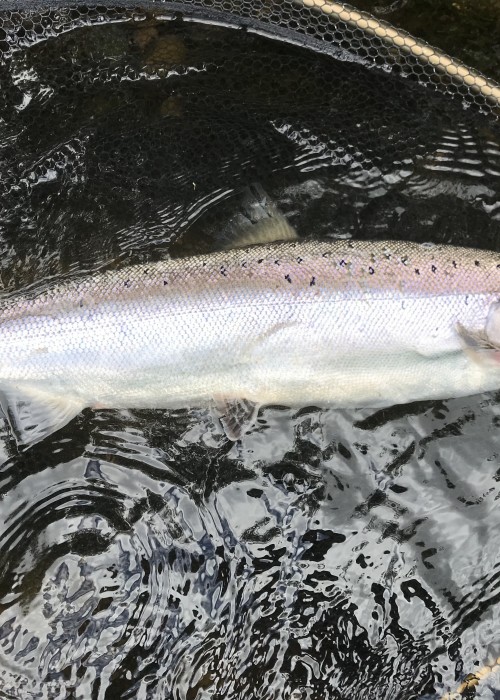Here's a fresh run River Tay Summer salmon that fell to a carefully presented salmon fly at Kinnaird near Dunkeld. Look at the fish friendly landing net mesh which is great for eliminating any damage to the fish while unhooking prior to release.