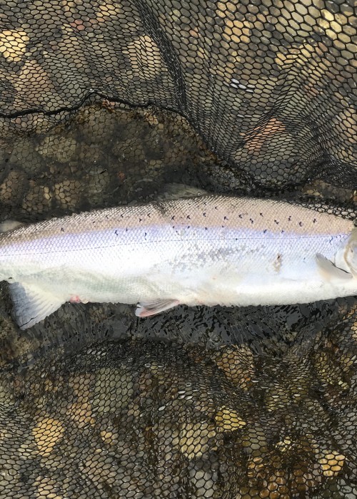 When you hook a perfect powerhouse of a salmon like this there's often an out of control feeling due to the fish being in full control for the first 15 minutes or so of battle. This was a summer caught salmon from the River Tay which was landed near Pitlochry during the month of July.