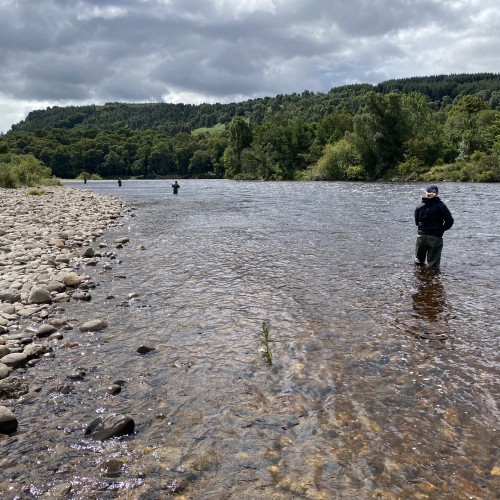 Here's 4 fishing guests testing out their newly acquired fly fishing skills on the River Tummel Mike's Run Pool. Good separation between guests paired with good riverbank movement  between each cast of the fly usually always produces a fish if maintained throughout the fishing day.