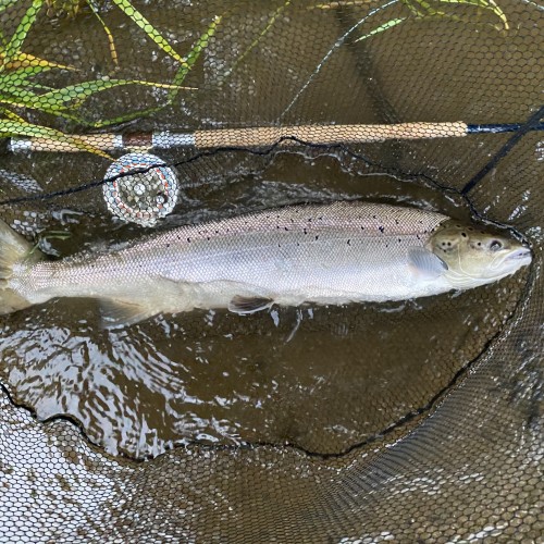 Nothing beats catching a wild Atlantic salmon in Scotland on the fly. There's so much self satisfaction experienced when hooking and landing a salmon like this perfect Summer fish it really has to be experienced to be truly appreciated.