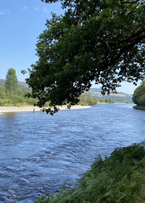 Look at the lovely old oak tree overhanging one of the best salmon fishing pools on the Tay near Dunkeld. The natural surroundings in this area of the Tay Valley are truly breathtaking.