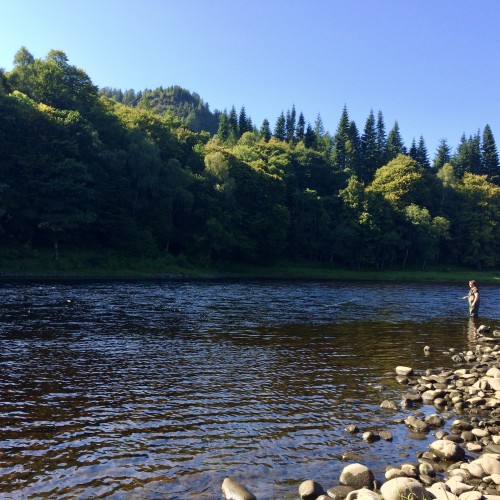 This River Tay fly fisher is right on the spot where I hooked my first ever River Tay salmon at the age of 5 back in 1970. This is the famous 'Boil Pool' which has a huge centre stream boulder known as the 'Boil Stone' that boils the surface of the river hence its name.