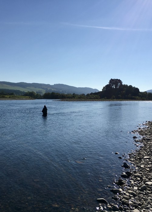 The Ash Tree salmon pool tail has produced many salmon as long as I can remember. This salmon fly fisher in this shot is right on the most productive taking area of this special River Tay salmon pool. Note the lovely Dunkeld Hills in the back drop.