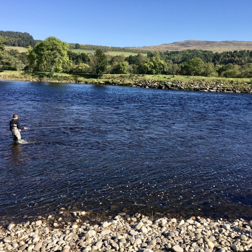 This is the fast streamy neck of the Kinnaird Beat's Ash Tree Pool which is one of the most famous and productive salmon pools on the entire middle area of the River Tay. This angler's fly is just about to reach the main salmon taking area in this photograph.