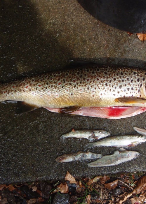 Here's the real killer when it comes to juvenile wild Atlantic salmon stocks. While the management point the finger at sea and saw billed ducks the most prolific killer of juvenile salmon is and always has been hidden (& ignored) in plain sight! While wild brown trout are in and of themselves fantastic fish to catch an obscene over abundance of these fish will completely destroy juvenile salmon stocks long before they mature enough and head to sea. Fishery boards are asleep on this issue and many professional salmon guides too as they are with the other major blatantly obvious issue of gravel riverbed siltation which has been a direct result of commercial forestation drainage & hydro electric dams over the last 70 years!