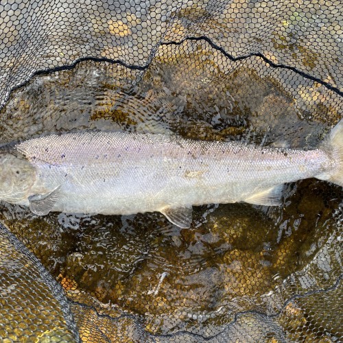 Look at the powerful build and shape of this perfect fly caught 13lbs July salmon. You'd think a salmon like this would put up a hell of a fight and indeed this one did! This fish was hooked and landed at the neck of the 'Mike's Run' salmon pool of the River Tummel which is the last pool on this river before it joins the Tay at Kinnaird.