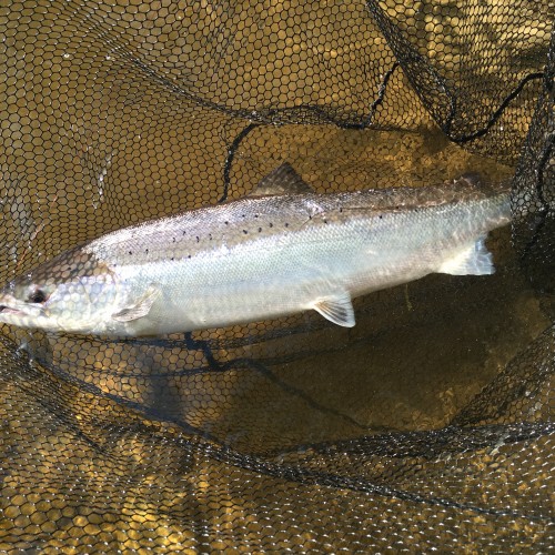 This is total Atlantic salmon fly caught perfection from the banks of the River Tay in Perthshire near the popular tourist town of Dunkeld. This lovely salmon was hooked near the Tummel/Tay confluence which is a great area to intercept salmon like this on the fly rod.