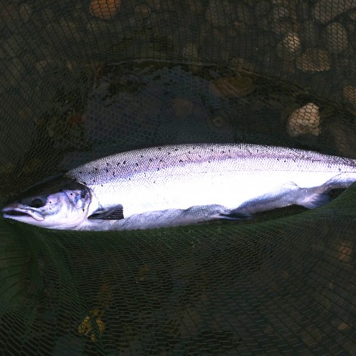 Ladies and gentlemen, this is the ultimate Scottish fly fishing prize available on dozens of famous Scottish river venues from early Spring through to the end of May. This is a pristine Scottish fresh run Spring salmon and an encounter with one is the most adrenalin fuelled memory implanting experience available in the great outdoors!