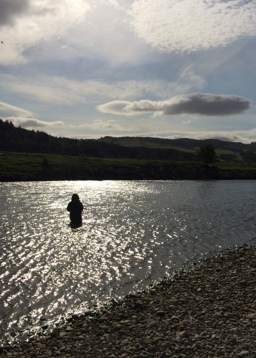 Here's a stunning light shot taken at the mid section of the Kinnaird Beat's Guay Pool near Dunkeld which is a great taking area. This River Tay salmon fisher is bathing in these sunbeams and must have enjoyed his exposure to the amazing flowing energy of the Tay that day.
