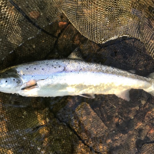 The early morning sunlight illuminated this perfect June River Tay salmon perfectly for this photograph. These fish have always mesmerised me with their individual characteristics and the different shades of silver emitting from their beautiful flanks.