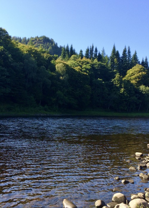 Around 20 minutes after this shot was taken this guest hooked and landed a perfect Autumn salmon at 'The Boil' Pool on the Newtyle Beat near Dunkeld. It was right here in 1970 that I caught my first ever salmon under the legendary guidance of Willie 'the ghillie' Laird who was the ghillie here for 50 years prior to 1986.