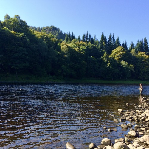 Around 20 minutes after this shot was taken this guest hooked and landed a perfect Autumn salmon at 'The Boil' Pool on the Newtyle Beat near Dunkeld. It was right here in 1970 that I caught my first ever salmon under the legendary guidance of Willie 'the ghillie' Laird who was the ghillie here for 50 years prior to 1986.