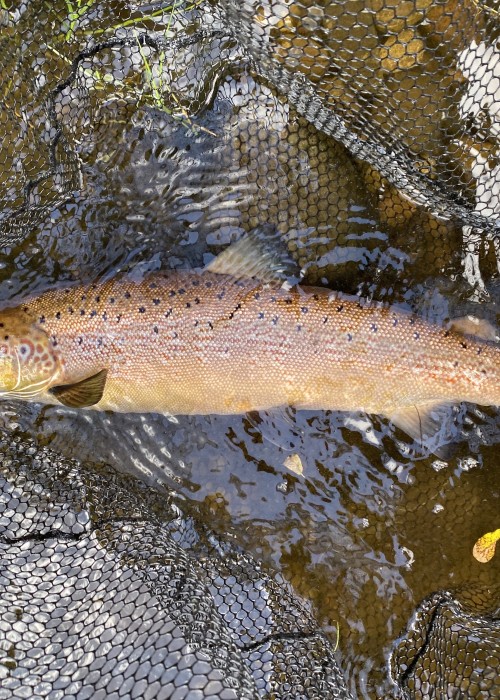 This perfect Autumn cock salmon was caught on the River Tay During October. Zoom in on the colours of this perfect fish and bear in mind this salmon entered the river in steel blue and silver attire. Nature truly does work in mysterious ways!