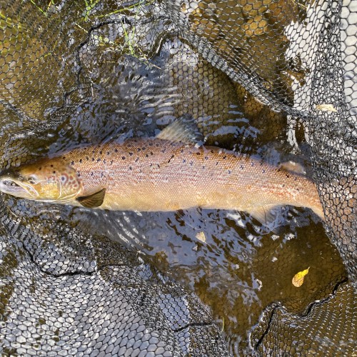 This perfect Autumn cock salmon was caught on the River Tay During October. Zoom in on the colours of this perfect fish and bear in mind this salmon entered the river in steel blue and silver attire. Nature truly does work in mysterious ways!