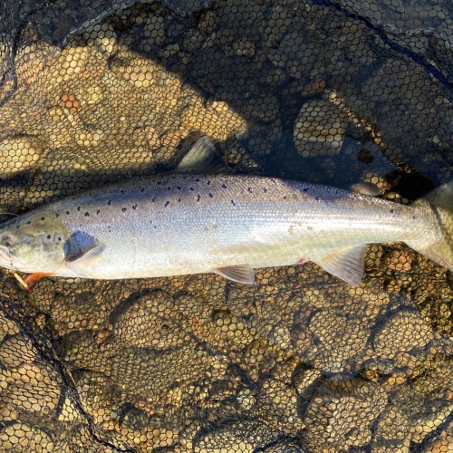 A big silver Scottish salmon is even more silvery on a bright sunny salmon fishing day. This perfect fish was caught on the River Tay neat Pitlochry and took the deadly 'Jock's Shrimp' salmon fly which you can see here. Note the fine rubberised landing net mesh bag to protect the salmon at unhooking time prior to its release.