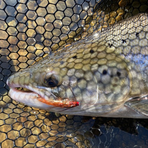 When a perfect salmon like this initially plucks at your fly it's crucial you don't react. You need to maintain full adrenalin composure and wait for the fish to turn before setting the hook with a low rod, clamped reel face braided core fly line energy to the hook points. Easier said than done for many including myself from time to time!