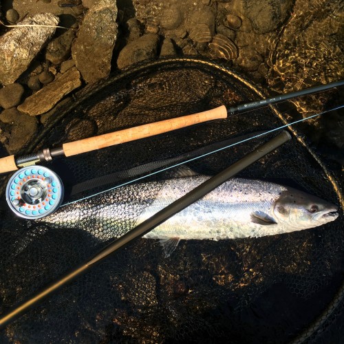 This fine sunlit shot was taken from the River Tay at Kinnaird. I was testing this Hardy fly rod out to see how well it cast and I also quickly discovered how well it can handle a lively salmon too!