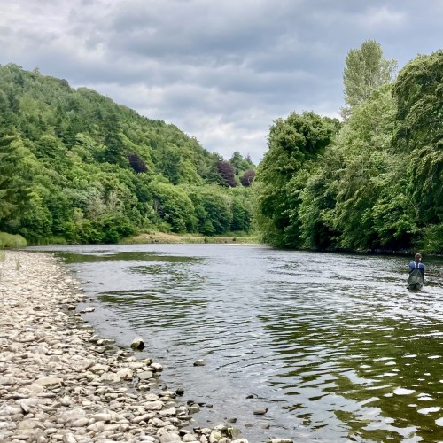 Here's a lovely low water Summer shot of the River Tweed on the Boleside salmon fishing beat near Galashiels. Look at the beautiful native woodlands that shroud the riverbanks here.