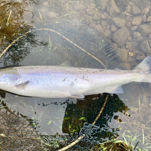 This perfect Spring salmon of 10lbs was caught in the Daffodil Lie Pool on Kinnaird near Dunkeld. It only required a few casts to hook this salmon at 5pm as if it had been waiting for me to show up all day.