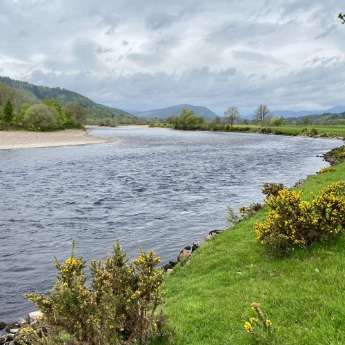 This is the upstream view of the perfect Guay Pool neck from the left bank. This fast streamy water holds many salmon through the lower water months. Even though this side of the river isn't as easy to fish as the opposite tapered gravel riverbank this is by far the more productive side of the pool for those with the ability to Spey cast.