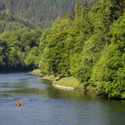 Here's a perfect upstream photograph of the River Tay taken from the Telford Bridge in Dunkeld. The salmon boat that you see in the shot was out fishing the Cathedral Steam Pool which is a great Tay pool for running salmon to hold in. You can see the walled riverbanks opposite the boat which are located directly in front of Dunkeld Cathedral.