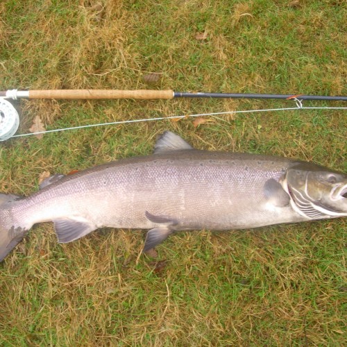 This 42 inch Autumn cock salmon was hooked at landed at the neck of the Cottar Pool near Dunkeld and 45 minutes later was landed at the tail of the pool. The day prior I had landed 5 perfect fish in about the same time as this River Tay brute had taken to tame!