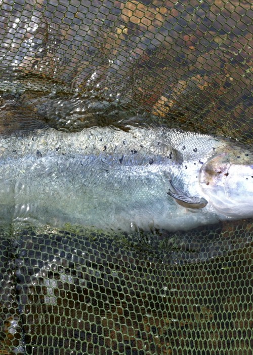This lump of River Tay marine predator perfection was hooked and landed at the Guay Pool on the River Tay at Kinnaird. Look at this beautiful salmon's perfect colours and markings. Again, you can see this fish is protected via the fine soft knotless mesh bag which I fitted to the landing net.
