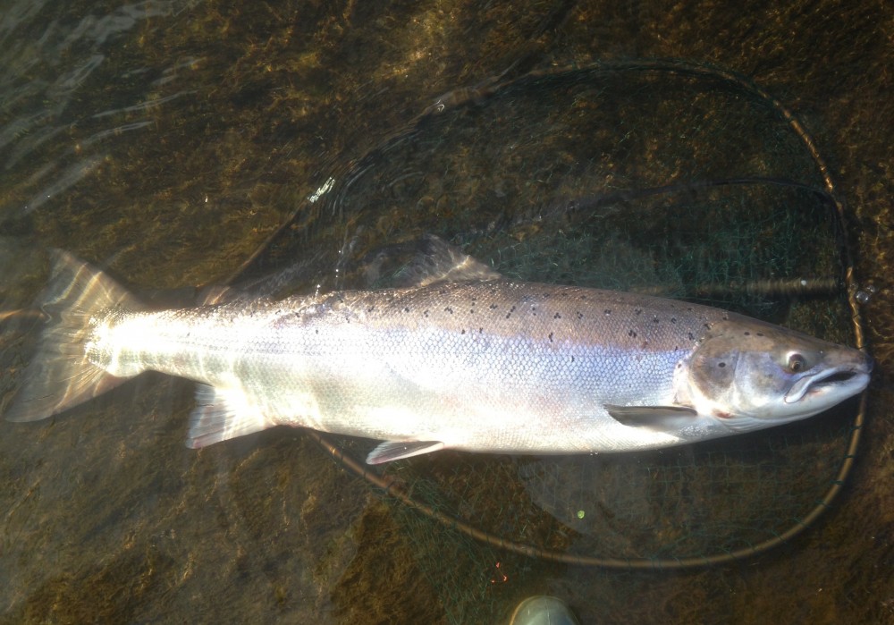 This beautiful big River Tay Spring salmon was caught by yours truly at the right hand bank of the Kinnaird Rock Pool near Dunkeld during the month of May. The absolute dominating power of this Spring fresh run cock salmon had to be experienced to be truly realised. My McLean salmon landing net looks like a McLean trout net behind the fish!