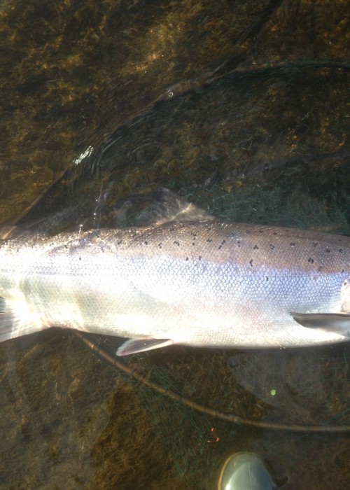 This beautiful big River Tay Spring salmon was caught by yours truly at the right hand bank of the Kinnaird Rock Pool near Dunkeld during the month of May. The absolute dominating power of this Spring fresh run cock salmon had to be experienced to be truly realised. My McLean salmon landing net looks like a McLean trout net behind the fish!