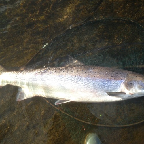 Big River Tay Spring Salmon