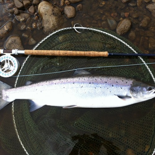 This River Tay Spring salmon beauty was captured near Pitlochry using the kit you see here which is a Bruce & Walker 16ft Spey rod, a Van Staal C-Vex 9/11 fly reel, a Sharpes of Aberdeen salmon landing net and a Monteith Speycaster Multi Tip salmon Spey line. The salmon had no chance!