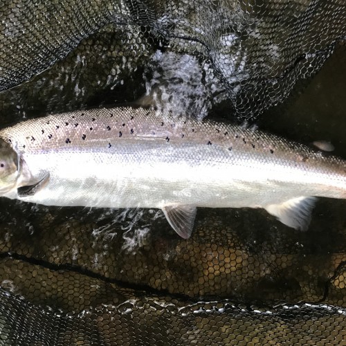 This super powerful July Summer salmon from the River Tay took my fly at dusk then about turned and charged downstream. It stripped my fly reel backing pretty quickly and started actually pulling me along the riverbank like a big dog on a lead. I was falling about as it did so as the fading light made it very difficult to see where I was running! Eventually I caught up with the fish and landed it in the darkness. The light you see here was from the flash on my camera! What a great memory and had it broken me I'd have sworn it was a 40 pounder!