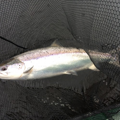 This perfect Spring salmon showed up for an interview during March on the River Tay near Dunkeld. These are amazing creatures which always give a great account of themselves even after swimming all the way home from Greenland.