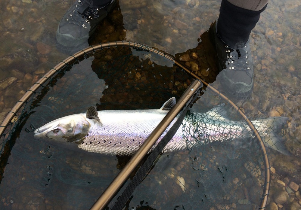 This perfect River Tay Spring salmon was still quite lively after being landed so I placed him in the collapsed landing net for the photo in case he swum away. This fish still readily took the fly on a cold Spring fishing day during April.