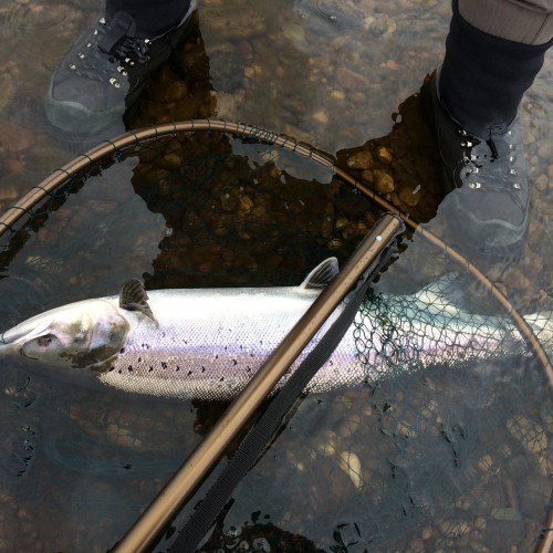 Spring Salmon Fishing In Scotland