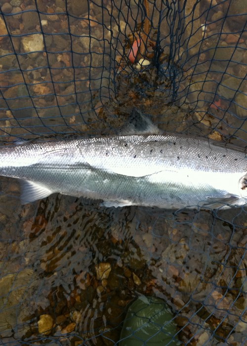 This was a fresh run Spring salmon hooked on the fly and landed during late January on the famous Ash Tree Pool of the River Tay near Dunkeld. If you look closely you can still see the Monteith 'Copperass' tube fly it the salmon's mouth.