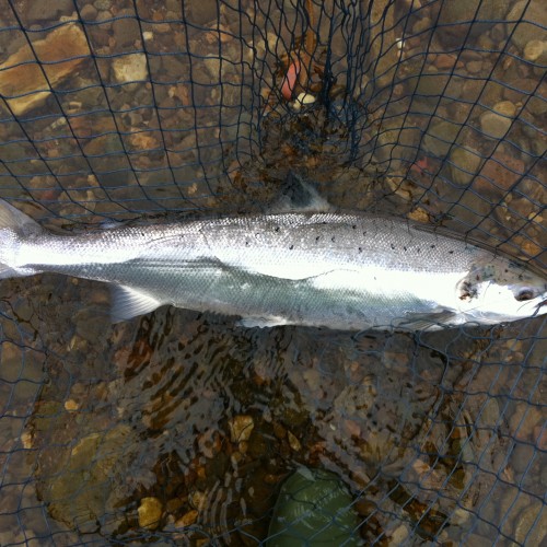 This was a fresh run Spring salmon hooked on the fly and landed during late January on the famous Ash Tree Pool of the River Tay near Dunkeld. If you look closely you can still see the Monteith 'Copperass' tube fly it the salmon's mouth.