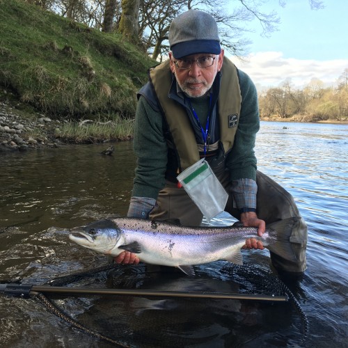 This fisher perfectly covered loads of fly water all day long with no sign of a salmon. At 4.30 pm he landed 2 perfect 'springers' within 30 minutes which was the result of a run of salmon appearing in the pool he was fishing last. Going straight back into the same salmon lie often produces a 2nd fish once you've landed the 1st fish.