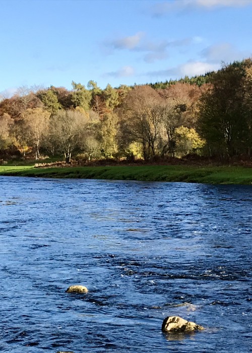 Look across the River Dee here on the Invery & Tilquhillie salmon fishing beat and what do you see? Exactly, and this lovely stretch of water is known as the 'Green Bank' Pool. This pool is located in Banchory and just across and downstream by half a mile from the perfect Banchory Lodge Hotel.